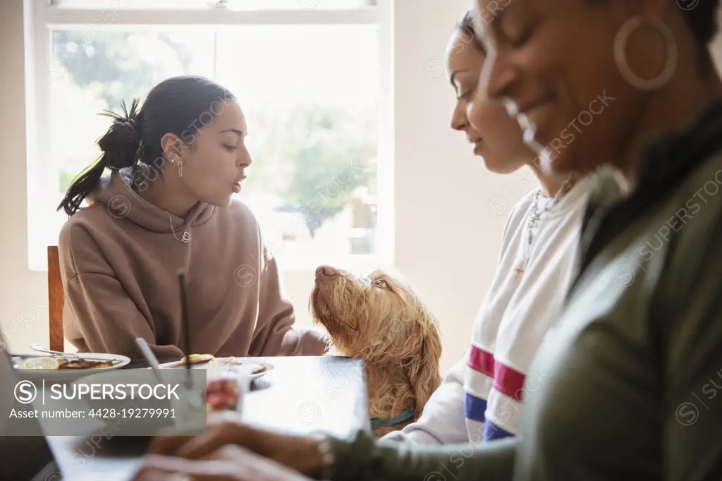 Cute dog looking up at young woman eating at table