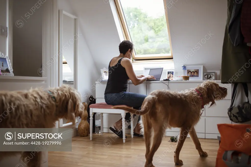 Dogs walking near woman working from home at laptop