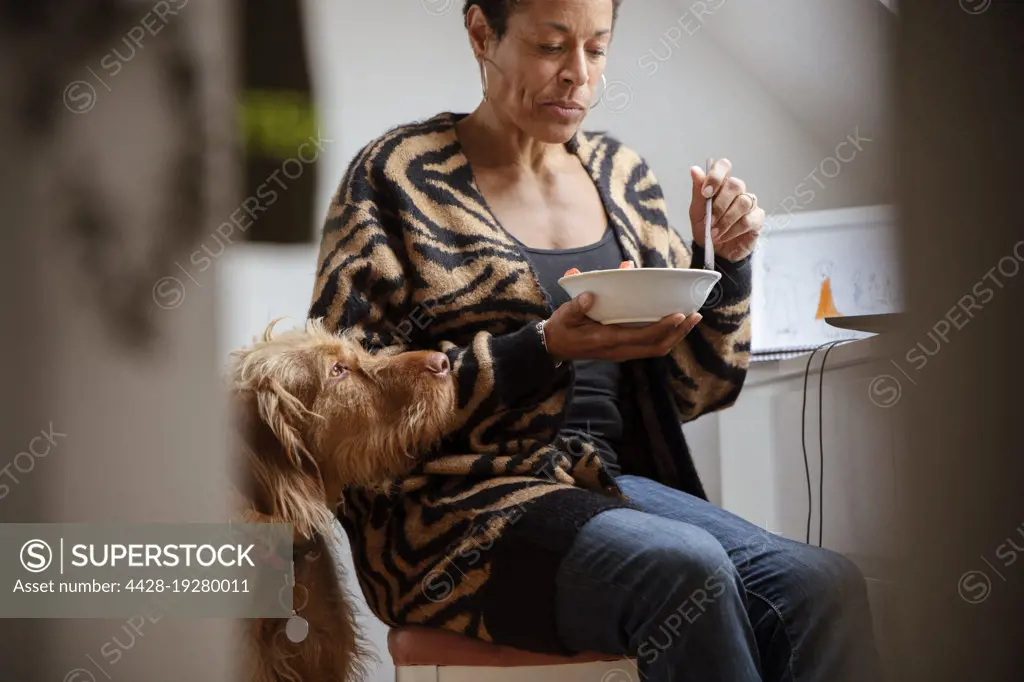 Cute dog watching woman eating at desk