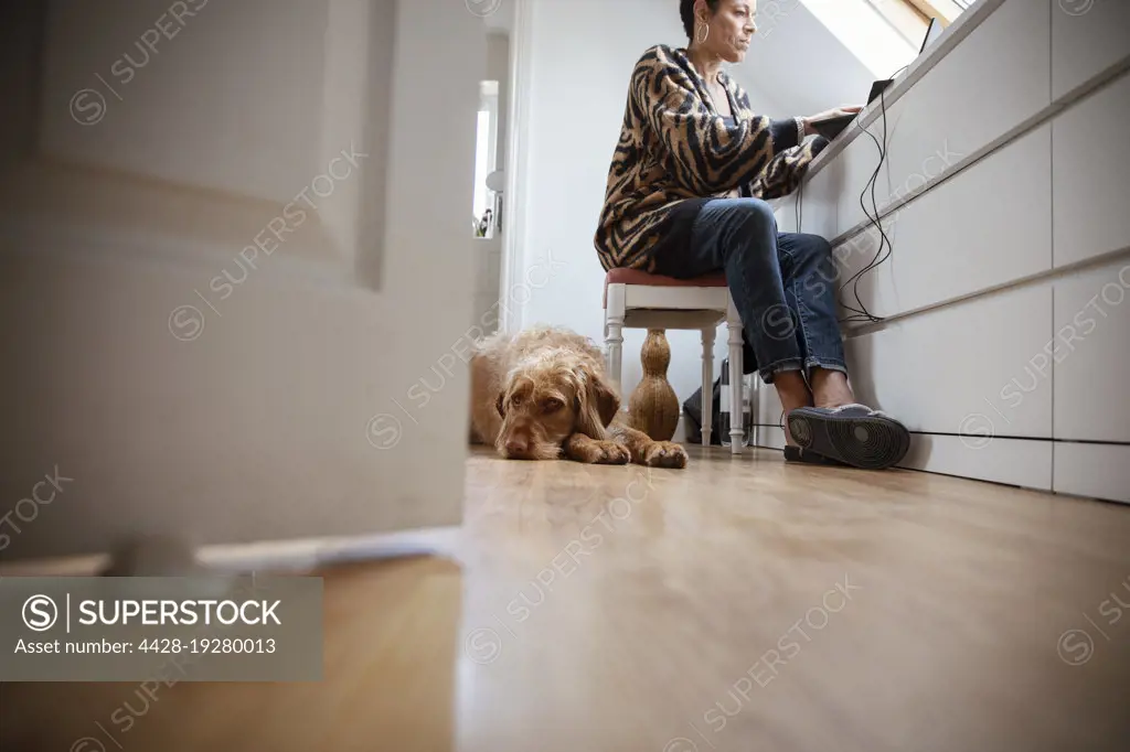 Labradoodle dog laying below woman working from home