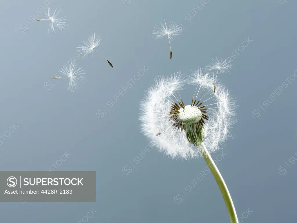 Close up of seeds blowing from dandelion on blue background