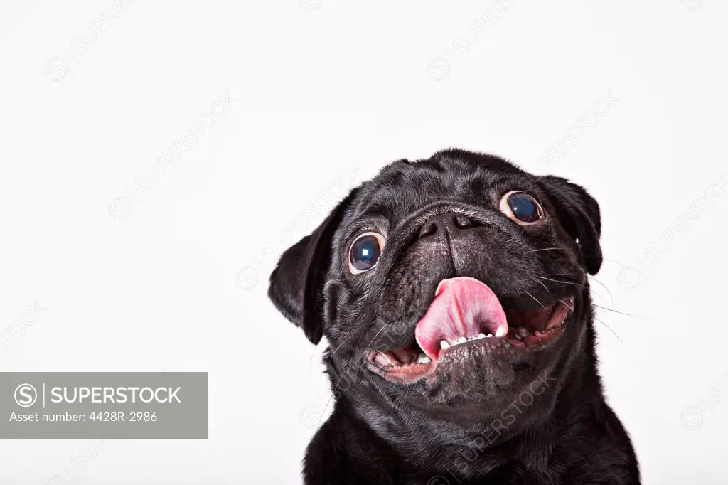 Close up of dog's panting face,Studio