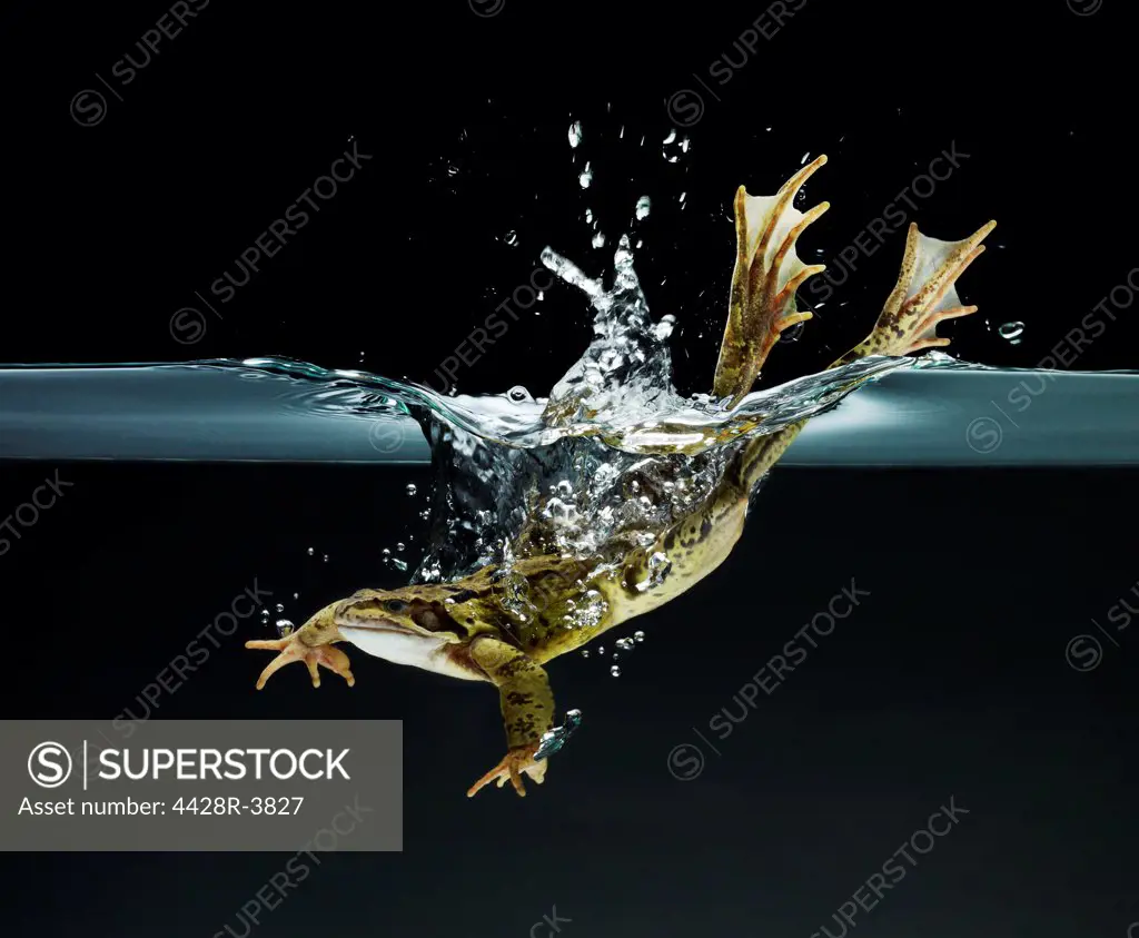 Frog swimming underwater,Studio