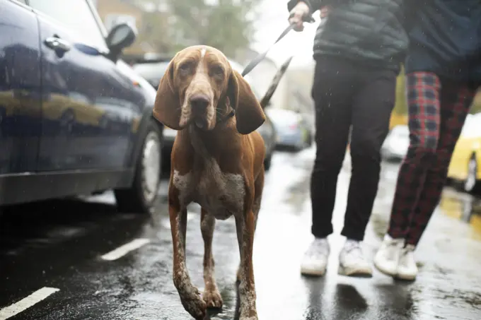 Couple walking dog on rainy street