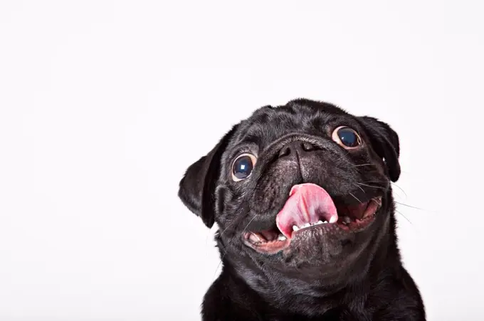 Close up of dog's panting face,Studio