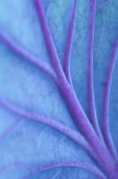 Close up of veins in cabbage leaf,Seattle, WA, USA