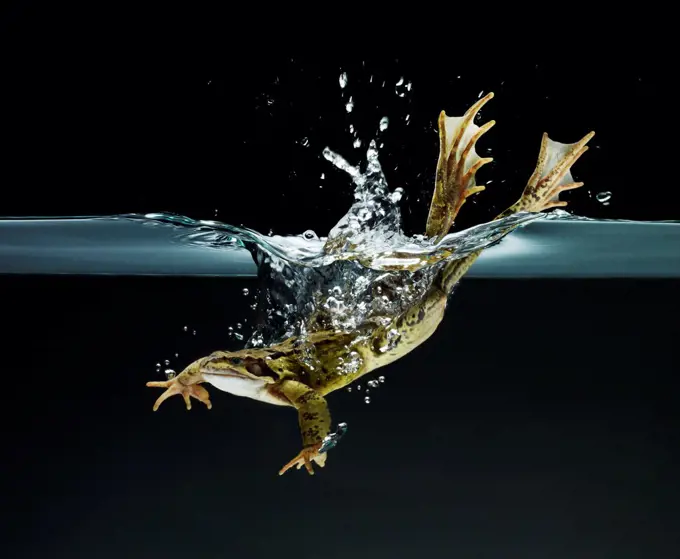 Frog swimming underwater,Studio