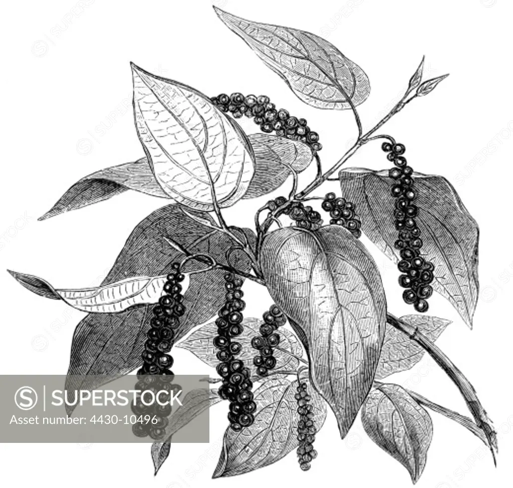 botany pepper (Piper nigrum) stipe with peppercorns engraving 19th century plant plants,