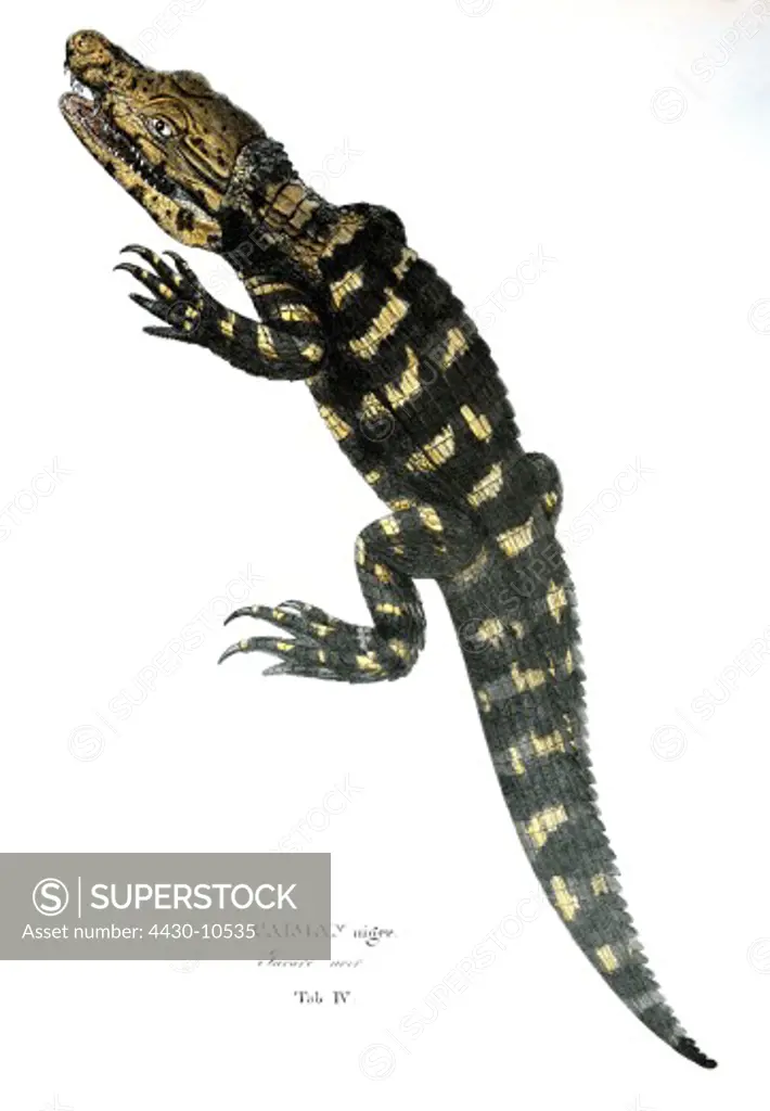 zoology animal reptiles caimans black caiman (caiman niger) colour lithograph by Johann Baptist von Spix from ""Animalia nova sive species novae lacertorum"" Munich Germany 1825 historic historical animals reptile lizard lizards alligator alligators 19th century,