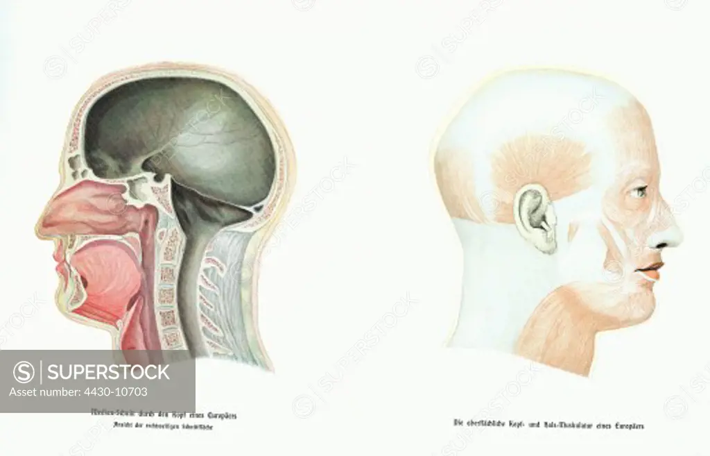 medicine anatomy left: median cut through head right: musculature of head & neck drawing Hans Kraemer ""Weltall und Menschheit"" Berlin 1900 science,