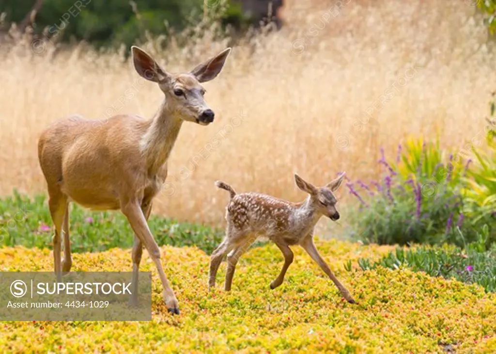 Female Black-Tailed deer (Odocoileus hemionus columbianus) and its young walking in a field, Cambria, San Luis Obispo County, California, USA