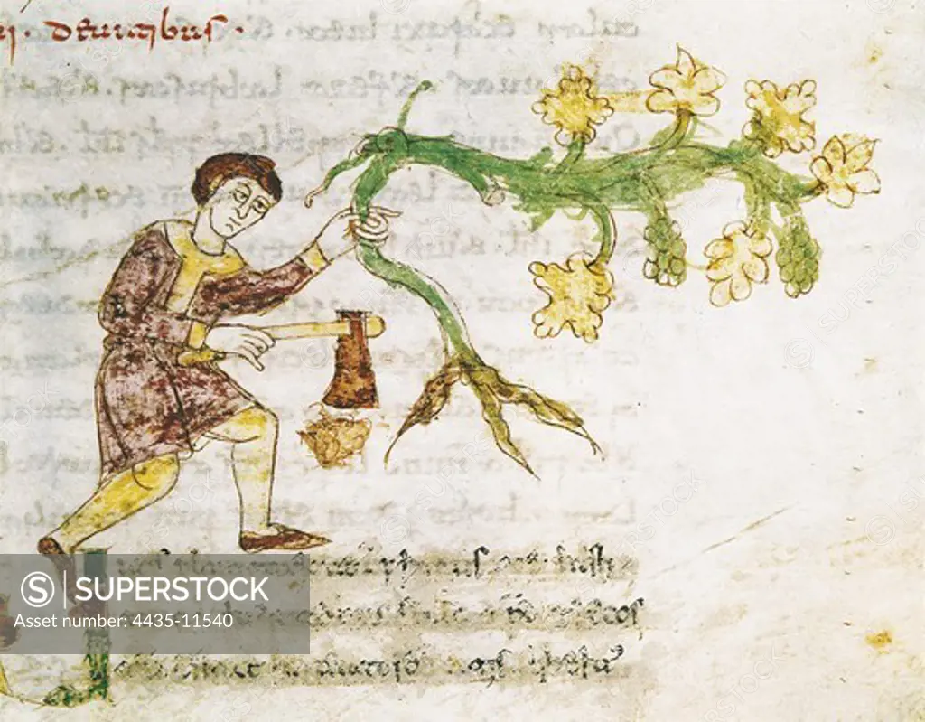 RABANUS, Maurus (c. 780 - 856). De universo or De rerum naturis. 842 - 847. Codex 132. The cultivation of the vine. Edition of the 11th century from the original Carolingian manuscript. Romanesque art. Miniature Painting. ITALY. LAZIO. FROSINONE. Cassino. Archive of Monte Cassino's Abbey.