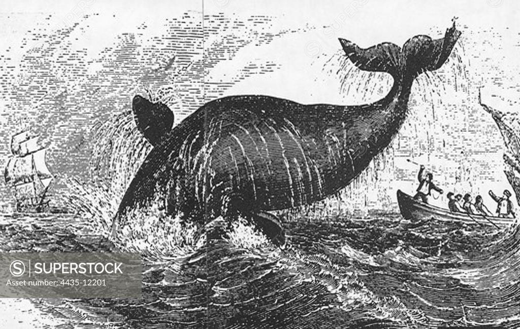 MELVILLE, Herman (1819-1891). American novelist. Moby Dick. Engraving ...