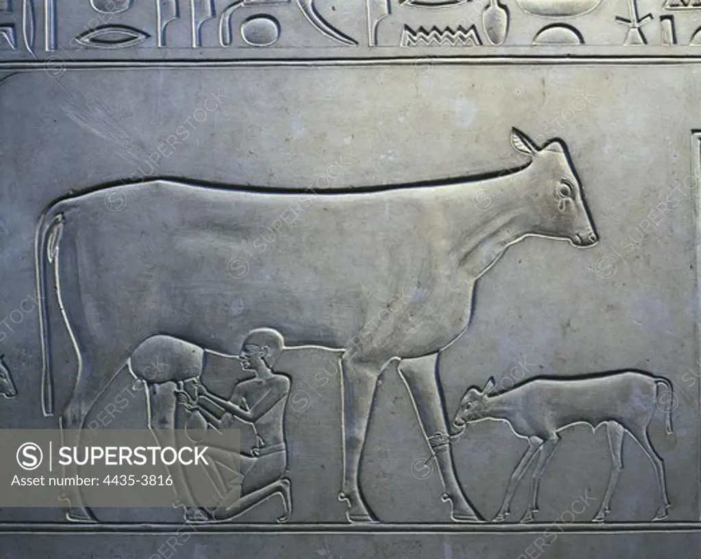 Sarcophagus of Queen Kawit. 2040 BC. Detail of the servant milking a cow. Egyptian art. Middle Kingdom. Relief on rock. EGYPT. CAIRO. Cairo. Egyptian Museum. Proc: EGYPT. QUENA. Dayr al-Bahri. Mortuary Temple of Mentuhotep II.