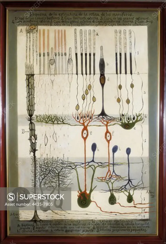 RAMON Y CAJAL, Santiago (1852-1934). Spanish doctor and histologist, Nobel Prize in 1906. Histological diagram of a mammalian retina. Original drawing by Ramon y Cajal.