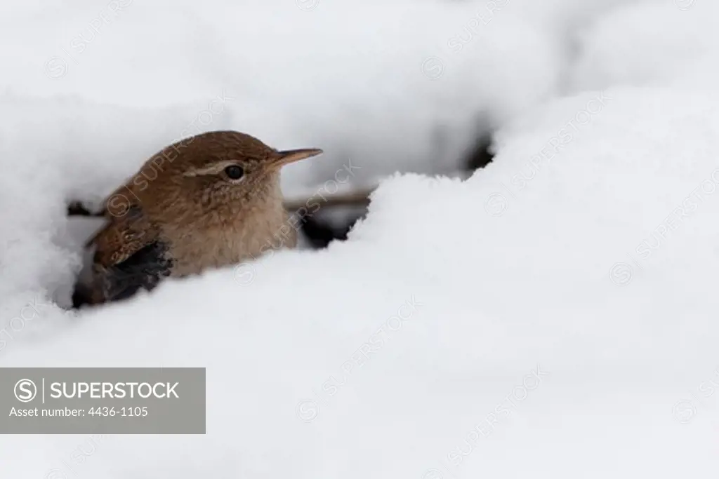 Eurasian Wren (Troglodytes troglodytes) searching for food under snow