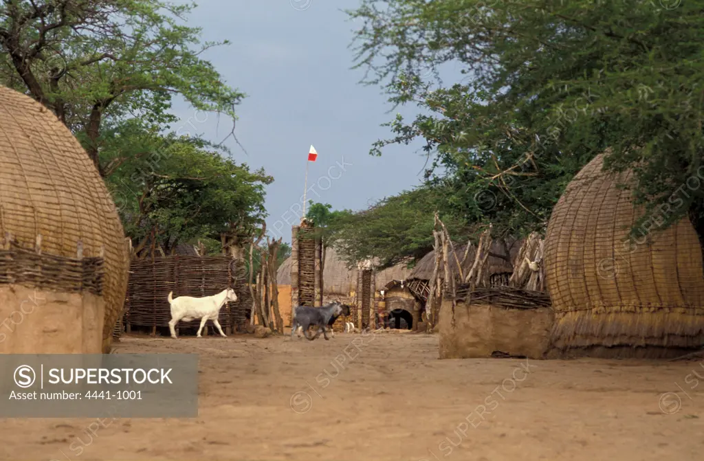 Main thoroughfare in Zulu Krall (uMuzi). Main Hut (indlu nkhul), Africa