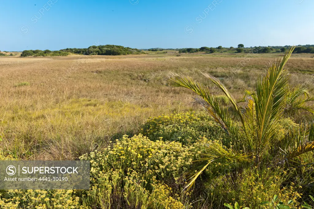 Typical grasslands to the west of the coastal duned in the Maputaland Coastal Forest Reserve. Isimangaliso Wetland Park (Greater St Lucia Wetland Park). Manguzi (Kwangwanase). Maputaland. KwaZulu Natal. South Africa.