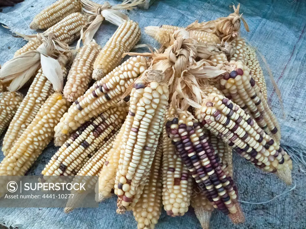 Traditional Maize. Manguzi (Kwangwanase). Maputaland. KwaZulu Natal. South Africa