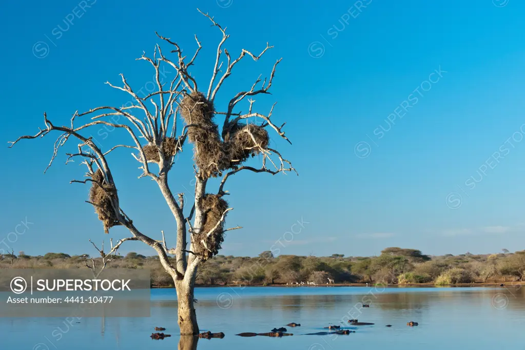 Hippos or Hippopotamus (Hippopotamus amphibius) and general game at Sunset Dam near Lower Sabie Camp. Kruger National Park. Mpumalanga. South Africa