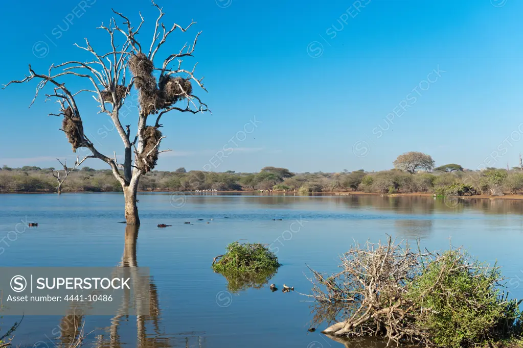 Kruger National Park. Mpumalanga. South Africa