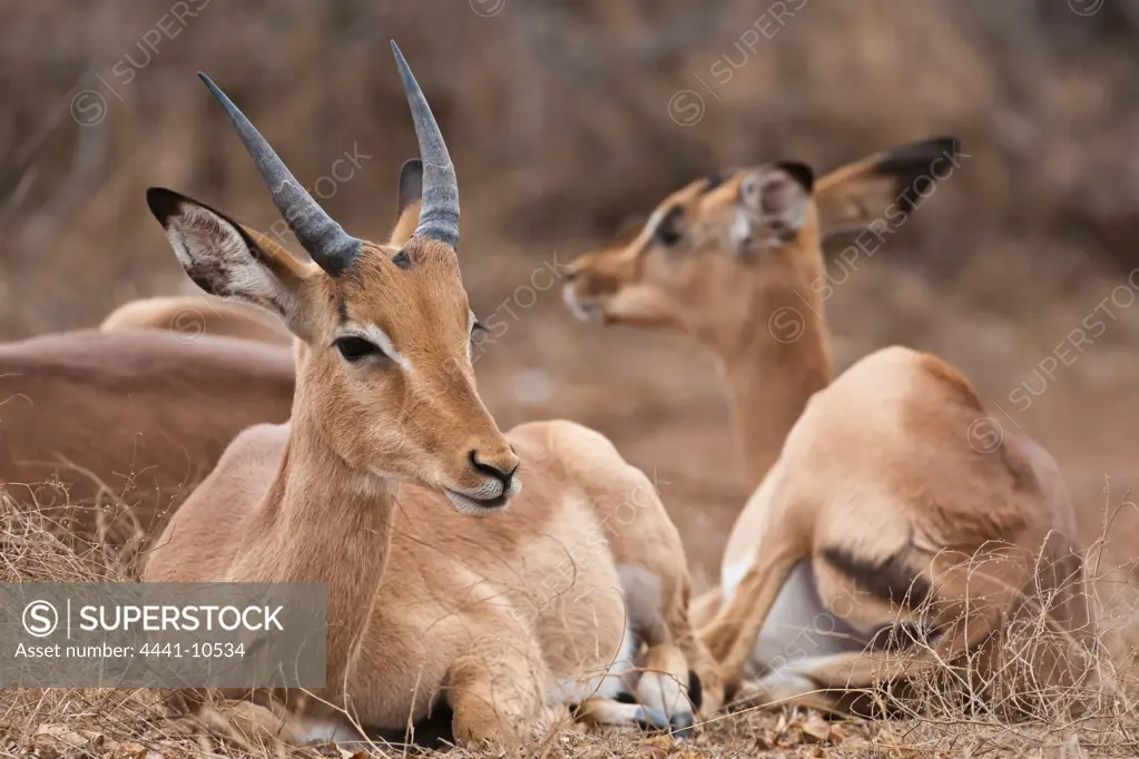 Impala Aepyceros malampus} near Olifants Camp. Kruger National Park. Mpumalanga. South Africa. Impalas range between 73 and 92 cm (29 and 36 in) tall.