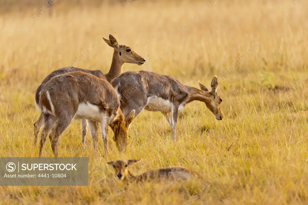 Mountain Reedbuck (Redunca fulvorufula). Mlilwane Wildlife Sanctuary. Malkerns. Swaziland.