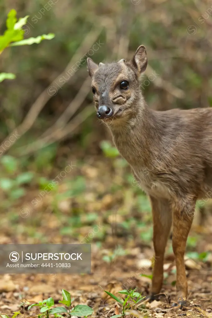 Blue Duiker (Philantomba monticola). Mlilwane Wildlife Sanctuary. Malkerns. Swaziland.