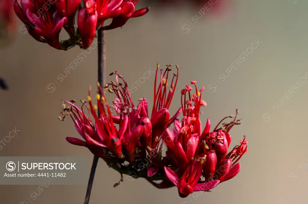 Weeping Boer Bean, huilboerboon, tree fuchsia or African walnut (Schotia brachypetala) flower. Phinda / Munyawana / Zuka Game Reserve.  KwaZulu Natal. South Africa