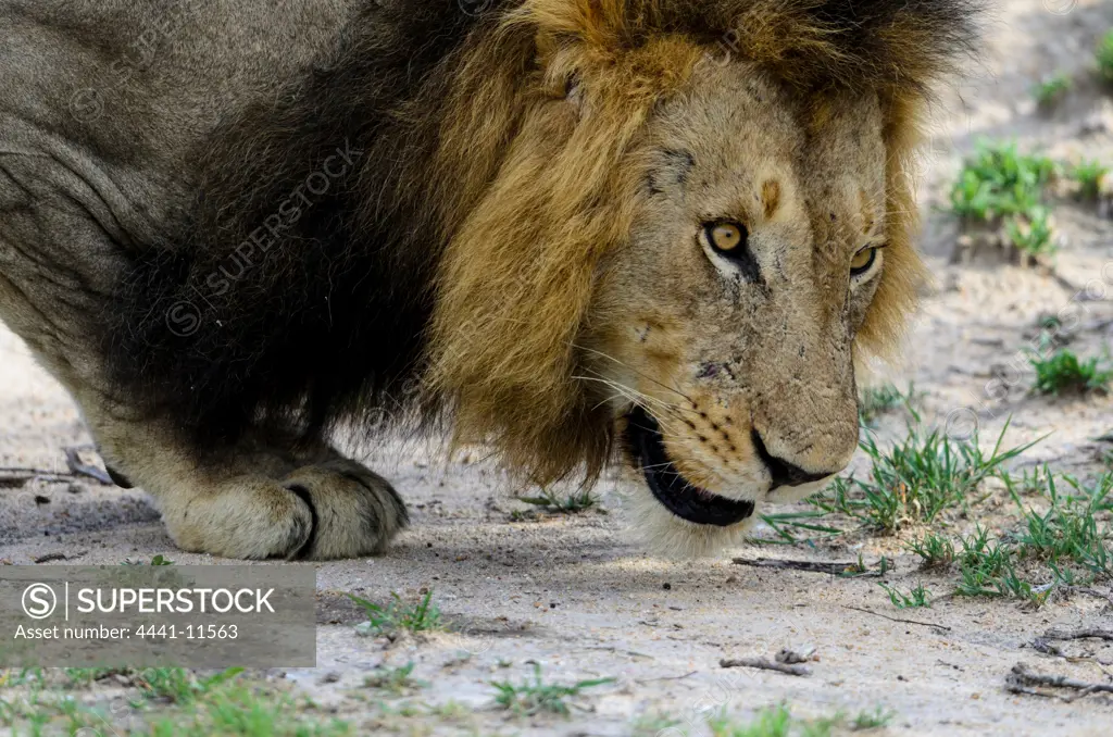 Lion (Panthera leo) showing a flehmen response, also called the flehmen position, flehmen reaction, flehming, or flehmening, a type of curling of the upper lip, usually happens after scenting a female's urine. MalaMala (Mala Mala) Game Reserve. Mpumlanga. South Africa.