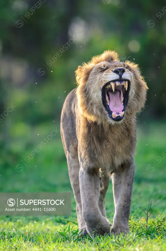 Lion (Panthera leo). MalaMala (Mala Mala) Game Reserve. Mpumlanga. South Africa