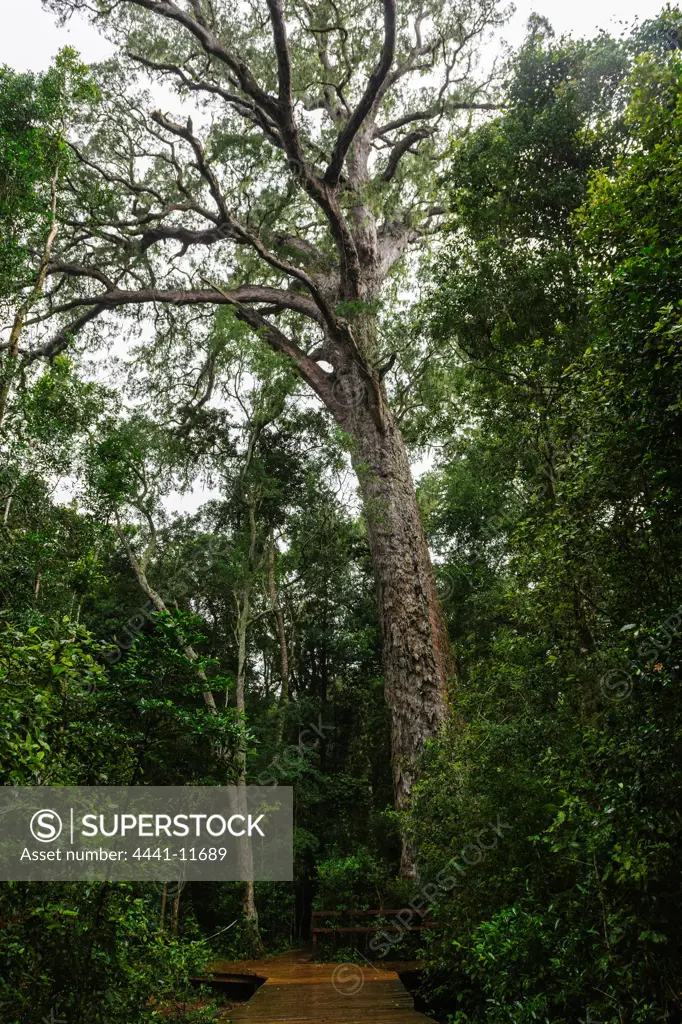 Boardwalk to The Big Tree, Sickle-leaved Yellowwood, False Yellowwood or Outeniqua Yellowwood (Afrocarpus falcatus) or (Podocarpus falcatus) in the Tsitsikamma Forests. This tree is estimated to be 1000 years old.