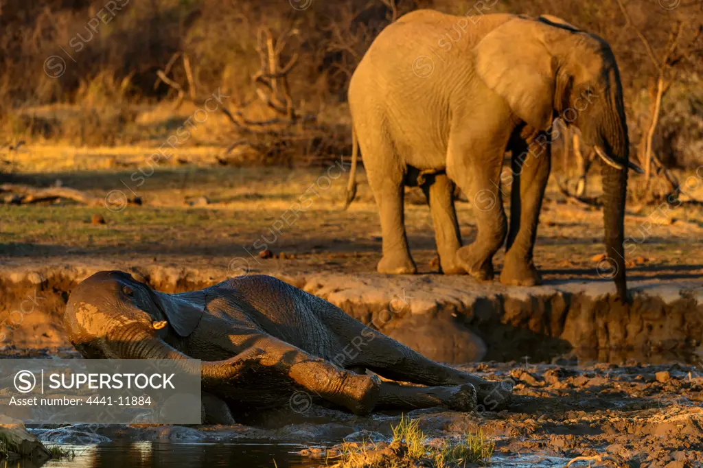 African bush elephant or African savanna elephant (Loxodonta africana) rolling in mud. Madikwe Game Reserve. North West Province. South Africa.