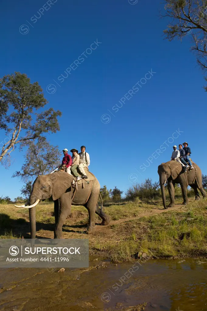 Elephant back safari. Victoria Falls. Zimbabwe.