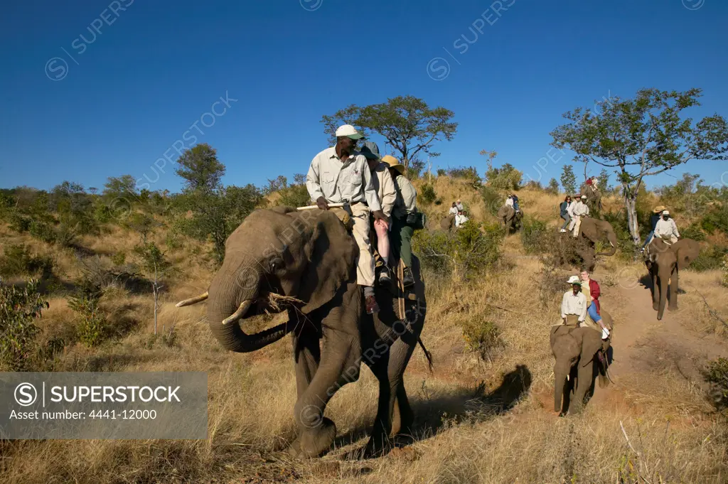 Elephant back safari. Victoria Falls. Zimbabwe.