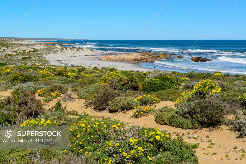 Wild flowers near Groenriviermond. Namaqualand. Northern Cape. South Africa.