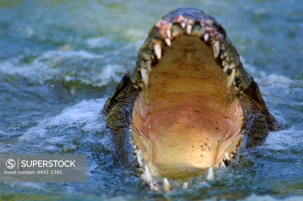 crocodile, Kruger National Park. Mpumalanga. South Africa