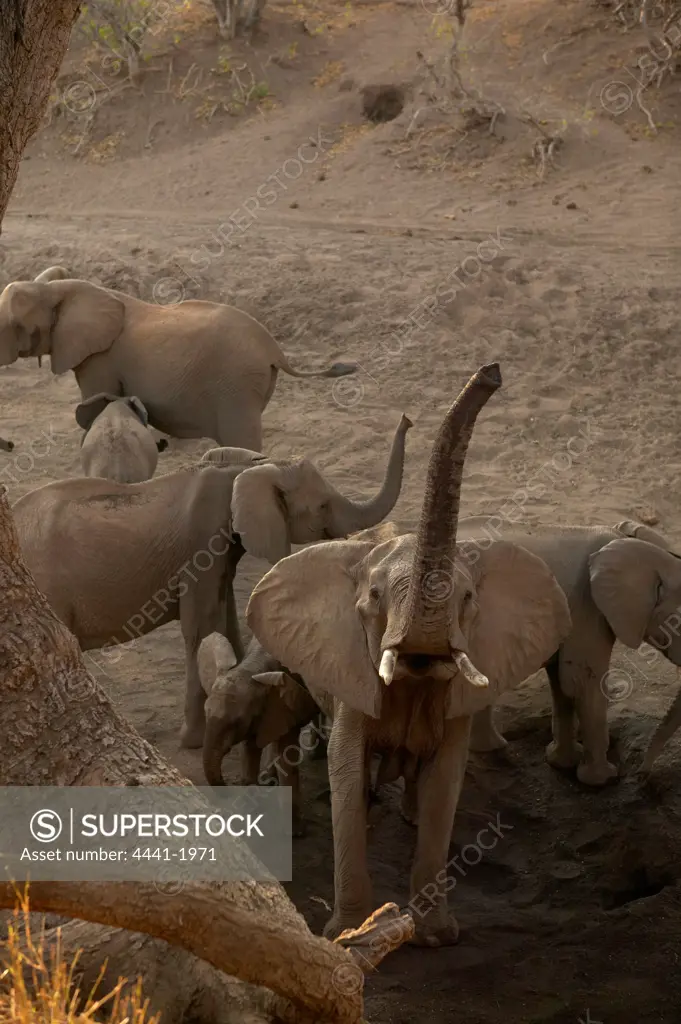 Elephants (Loxodonta africana) herd drinking from holes that have dug in a dry river bed. Female lifting trunk to scent photographer.  Nothern Tuli Game Reserve. Botswana.