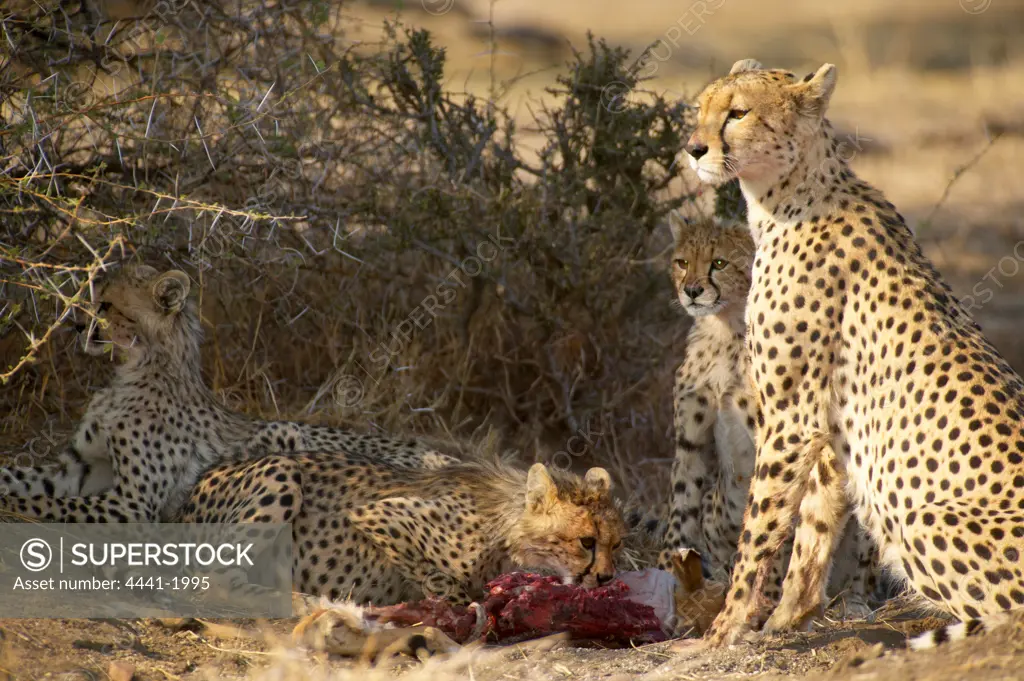 Cheetah (Acinonyx jubatus) female and cubs feeding on an Impala (Aepyceros melampus melampus). Northern Tuli Game Reserve. Botswana.