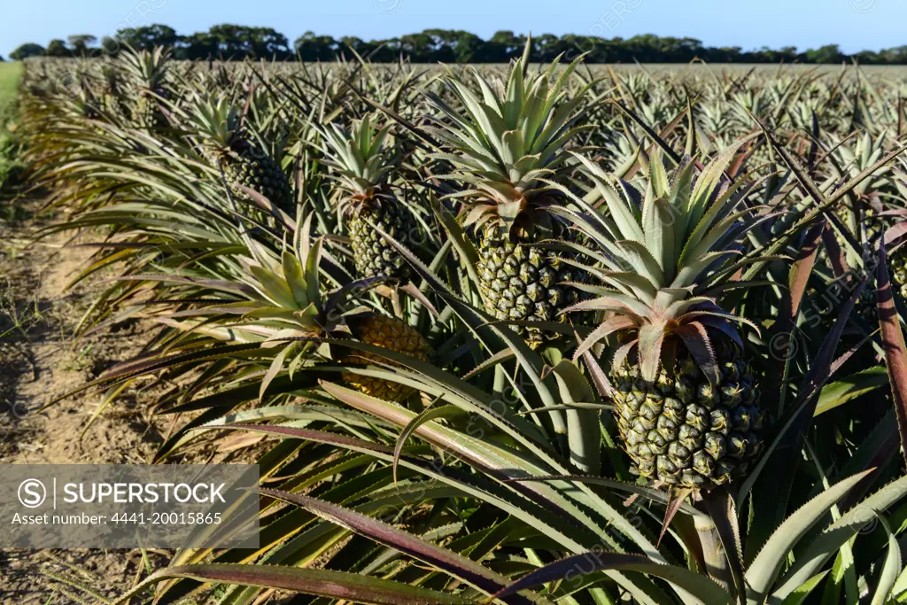 Pineapple (pine apple) farming. Hluhluwe. KwaZulu Natal. South Africa