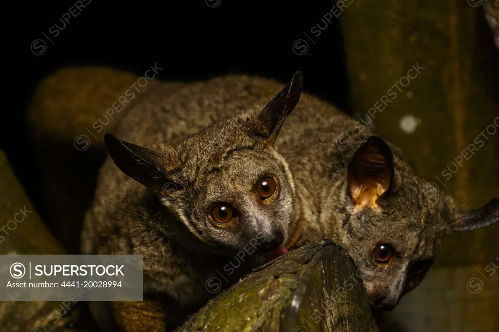 Thick-tailed greater galago, Garnett's greater galago, greater bushbaby, greater galago, large-eared greater galago or thick-tailed bushbaby (Otolemur crassicaudatus). Kosi Bay. KwaZulu Natal. South Africa