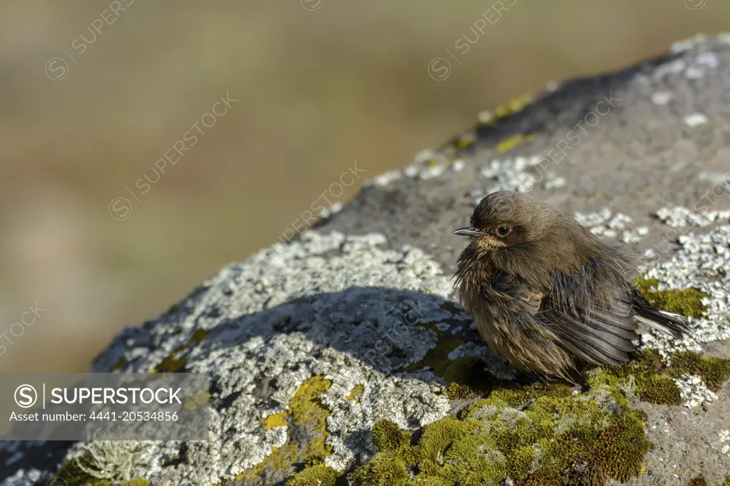 Alpine chat or moorland chat (Cercomela sordida). Bale Mountains National Park. Ethiopia.