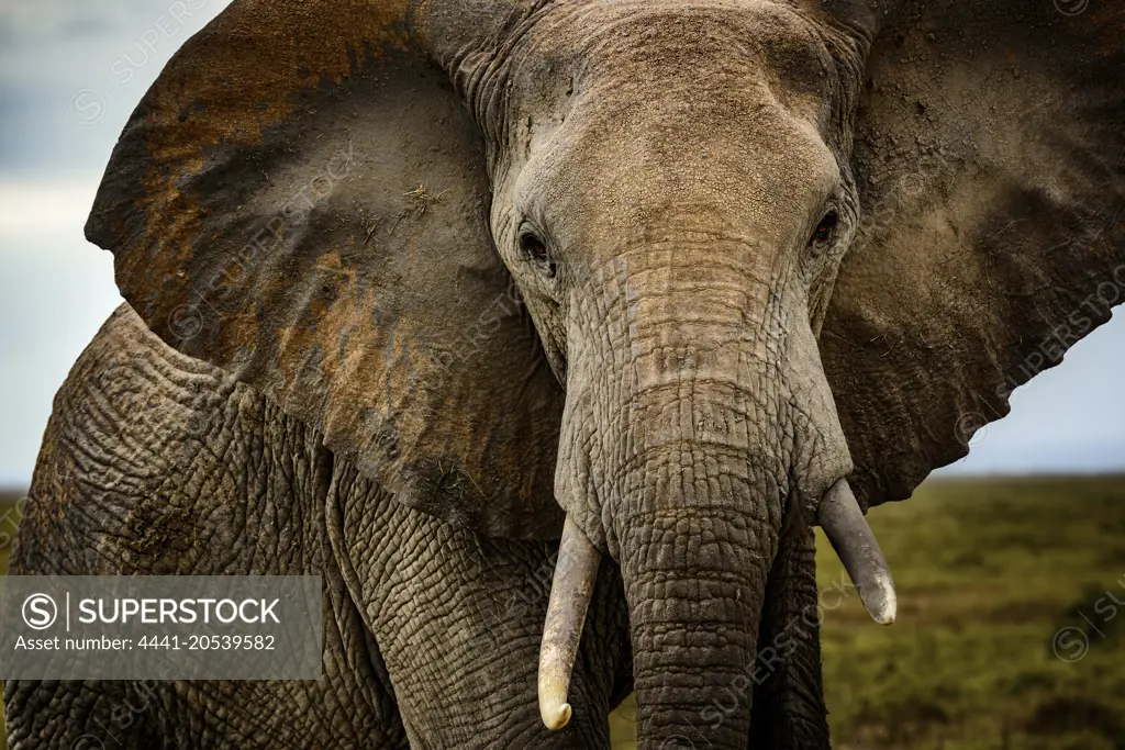 African bush elephant (Loxodonta africana). Amboseli National Park. Kenya.