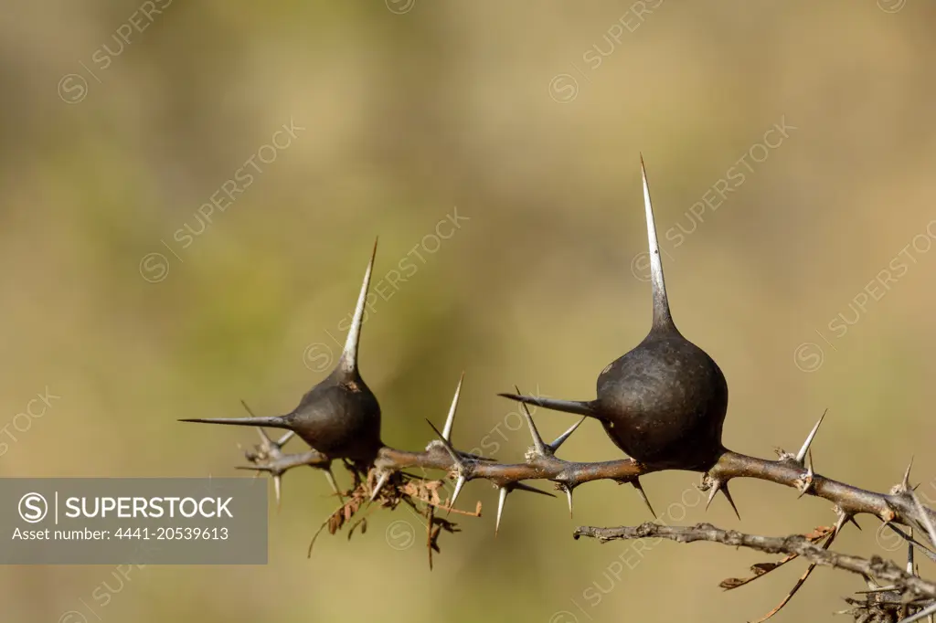 Whistling Thorn (Vachellia drepanolobium) (syn. Acacia drepanolobium). Satao Elerai Conservancy. Near Amboseli National Park. Kenya.