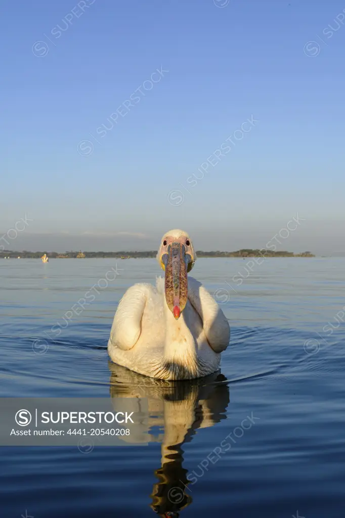 Great white pelican or eastern white pelican or rosy pelican or white pelican (Pelecanus onocrotalus). Lake Naivasha. Naivasha. Great Rift Valley. Kenya