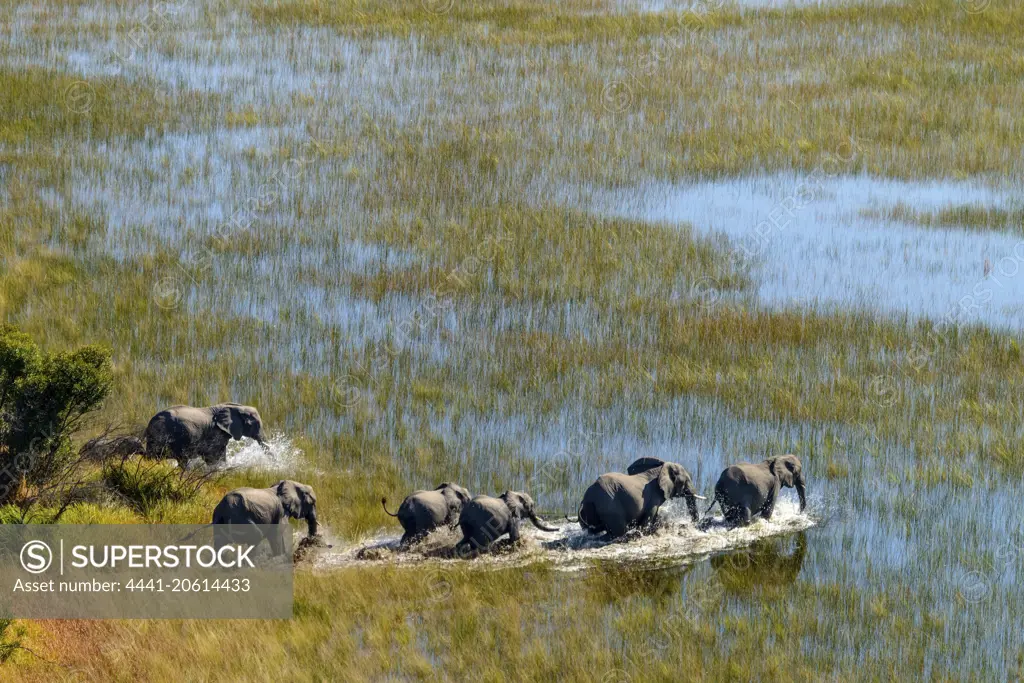 Aerial view of African Bush Elephant (loxodonta africana) herd. Okavango Delta. Botswana