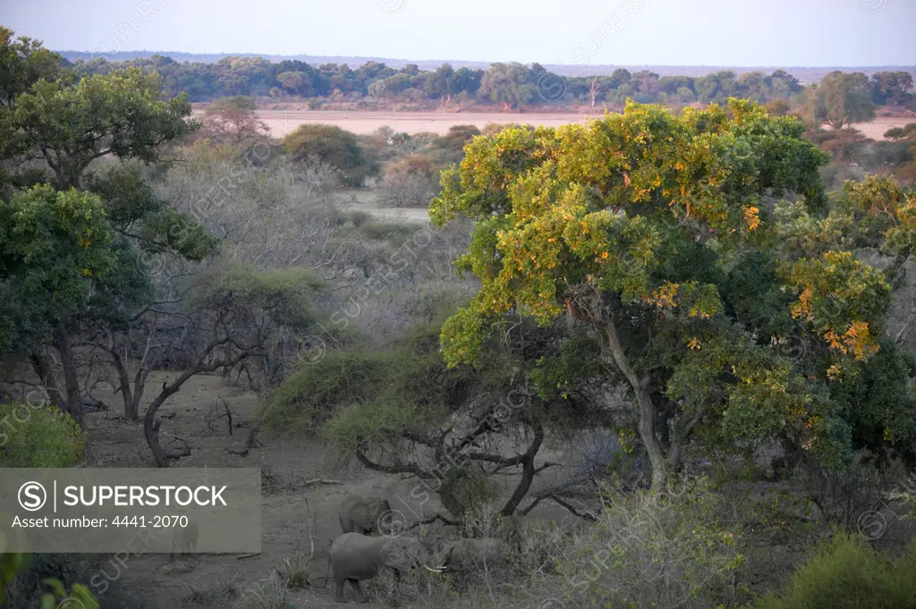 African Elephant (Loxodonta africana) herd in riverine bush. Shashe River in background. Nothern Tuli Game Reserve. Botswana.