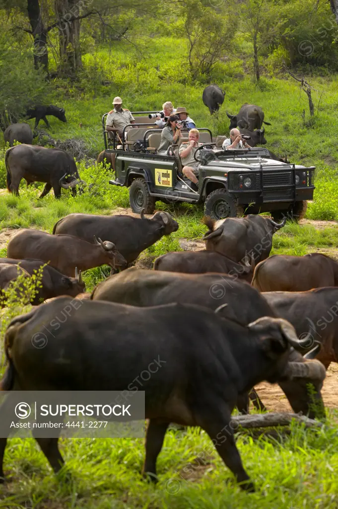 Buffalo (Synceros caffer) being photographed by tourists in game drive vehicle. MalaMala Game Reserve. Mpumalanga. South Africa