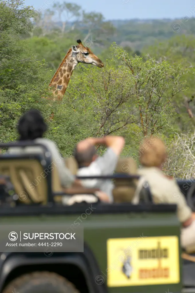 Guests on Game Drive watching Giraffe (Giraffa camelopardis). MalaMala Game Reserve. Mpumalanga. South Africa