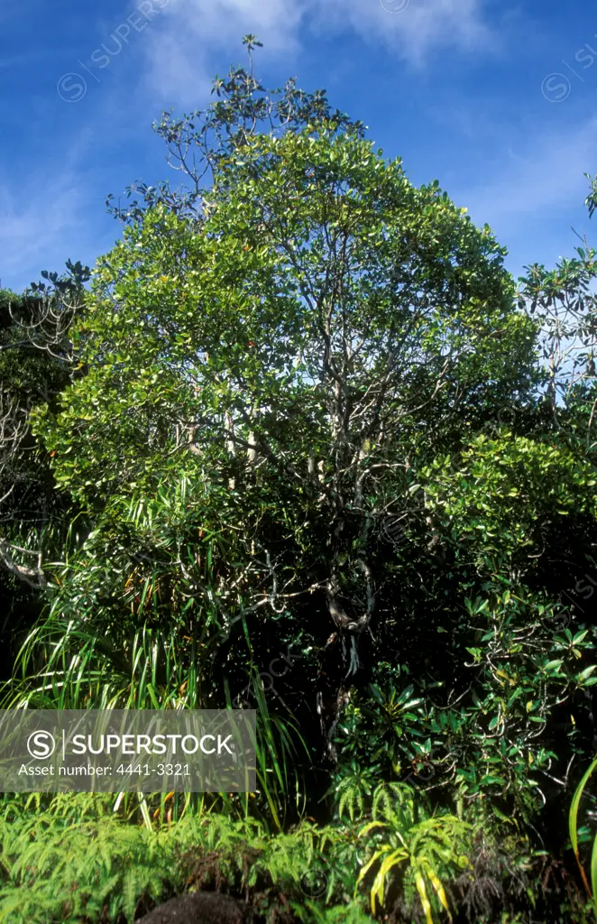 Jellyfish Tree. (Medusagyne oppositifolia). Rarest tree in the world. 9 examples exist. Copolia. Mahe, Seychelles.